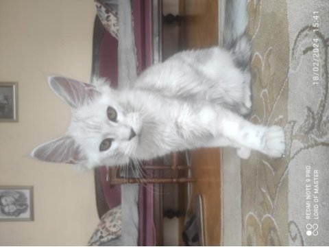 Palesilver maine coon yavrular