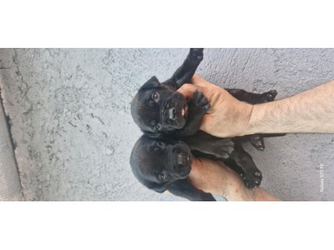 Cane corso köpeğimiz
