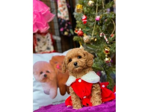 Maltipoo dişi köpeğimiz