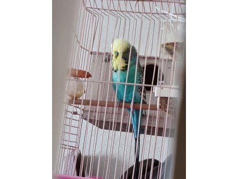 Jumbo 1 çift muhabbet kuşu hazır eş