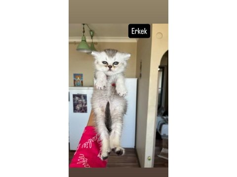 Evinizin yeni üyesi olacak bıcırık kediler
