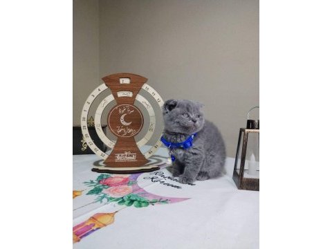 Dişi erkek british shorthair mevcuttur