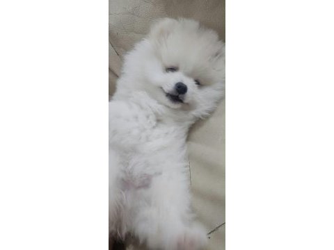 Pomeranian bebeklerimiz