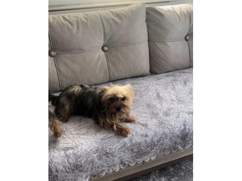 Safkan yorkshire terrier dişi