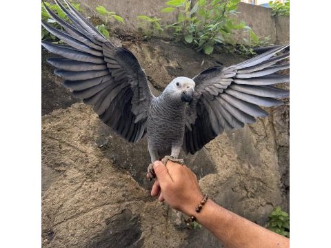4 aylık dev boy jako papağanı
