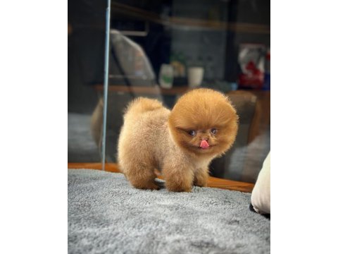 Aa kalite safkan pomeranian oğlumuz