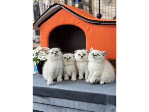 Minnoş scottish fold bebekler