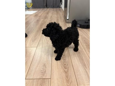 Toy poodle 2 aylık erkek çok akıllı wc eğitimli