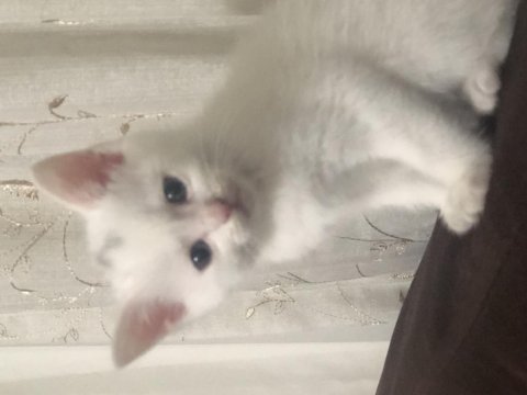 Minik scottish fold kuzularımız sahiplendirilecektir
