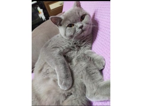British shorthair dişi lilac