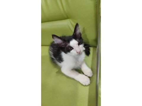 Ücretsiz sahiplendirme 50 günlük bebek erkek kedimiz
