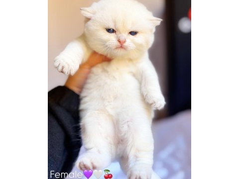 Ns11 dişi british longhair