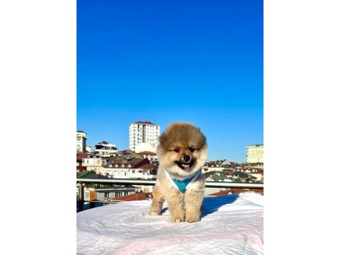 Ayı surat pomeranian boo yaru