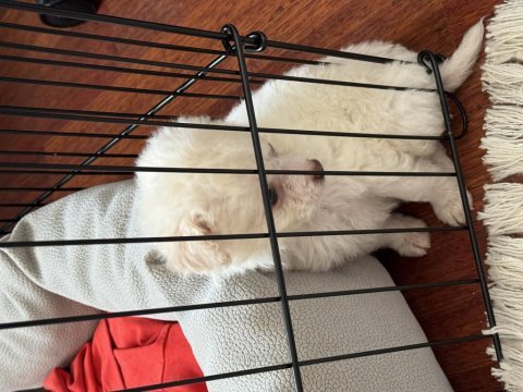 Terrier yavrumuzu veriyoruz