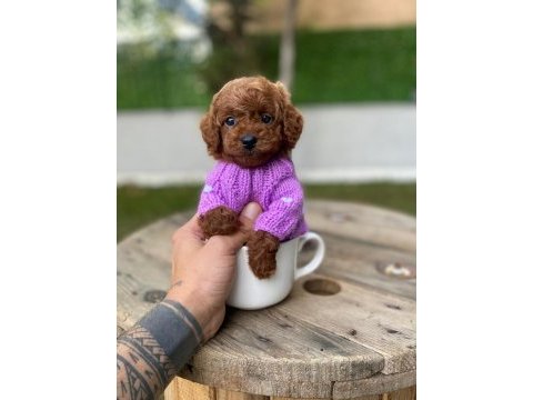 Safkan orjinal kore kurabiye poodle
