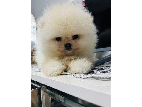 Pomeranian köpeğimiz