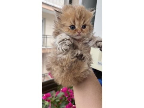 British longhair golden dişi yavru kedimiz