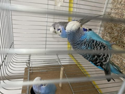 Show jumbo takım muhabbet kuşu