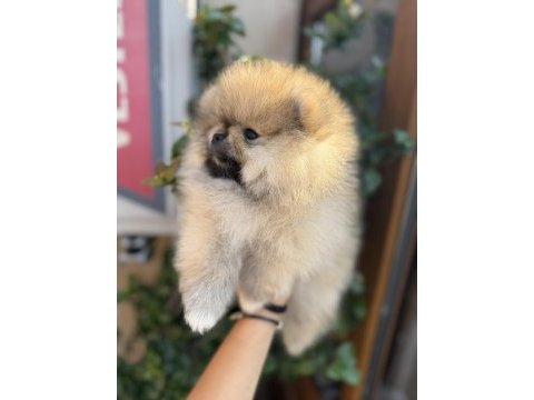 Pomeranian boo köpeğimiz