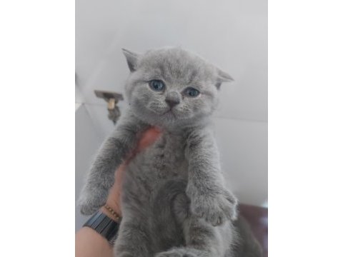 Blue dişi erkek brıtısh shorthaır yavrularımız