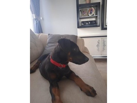 Satılık yavru doberman