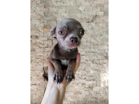 Islak burun mini şivava (chihuahua)