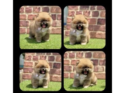 Sağlık ve ırk garantili pomeranian
