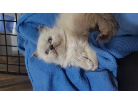 Himalayan cinsi kedimiz