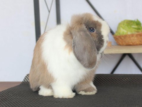 Mini lop splıt renk tavşan