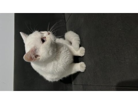 5 aylık pamuk beyazı güzel british shorthair oğlumuz