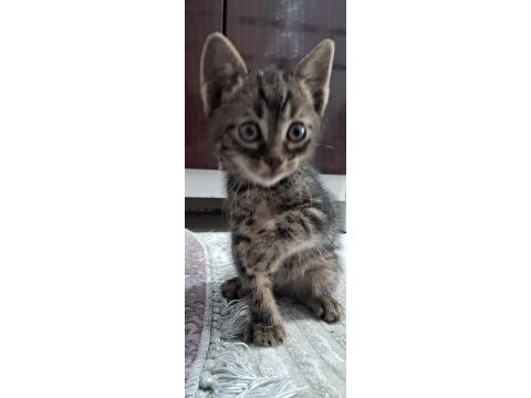 Ankara yavru kediler