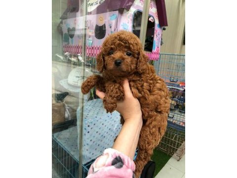 Dünya tatlısı poodle yavruları