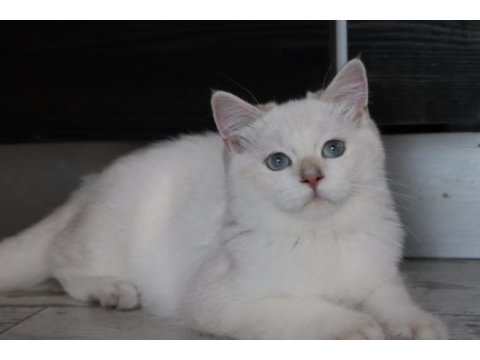 Golden point british longhair ve shorthair yavrular
