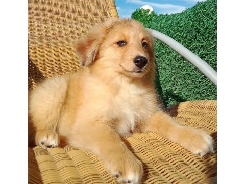 Şekeristan'lı 3 aylık bebek border collie