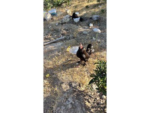 1 adet ispenç 1 adet cüce tavuk