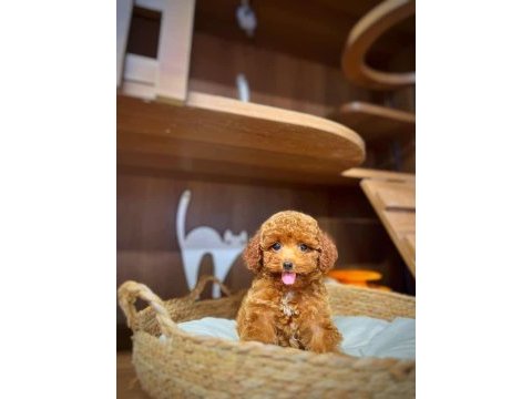 Toy poodle bebeklerimiz