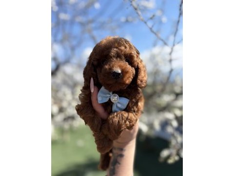Korekan toy poodle safkan yavrular