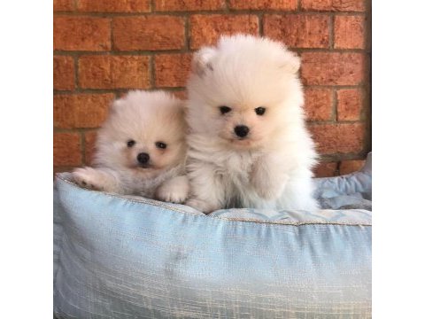 Teddy bear pomeranian yavruları