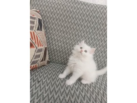 2 aylık british longhair beyaz yavrularımız