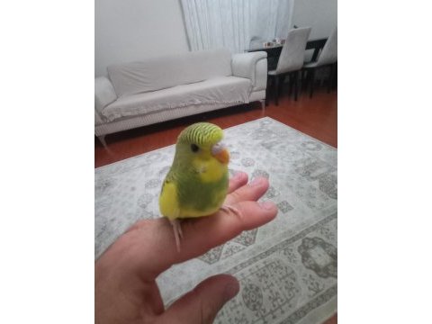 Sarı prenses muhabbet kuşu