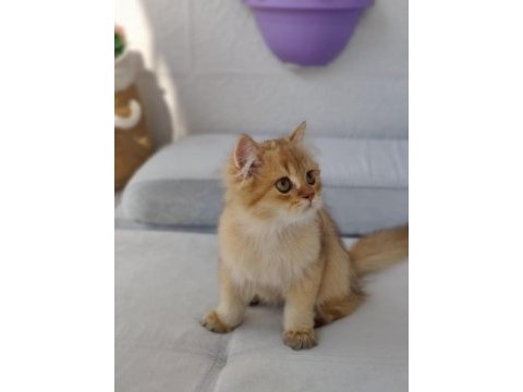 Leo british longhair