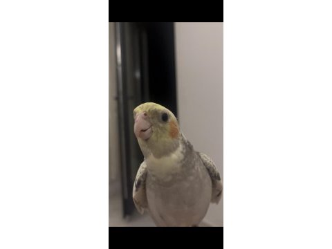 Evcil erkek sultan papağanı