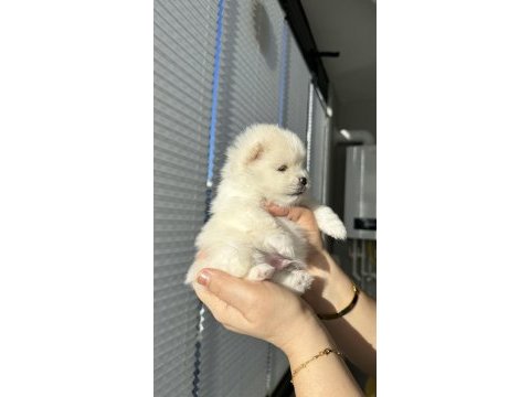 Pomeranian boo orjinal
