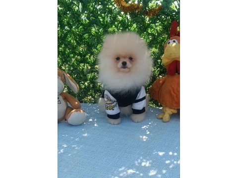 Orijinal pomeranian boo