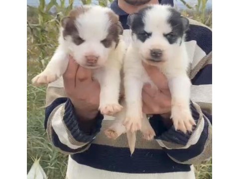 Husky ırkının en iyilerinden yavrular
