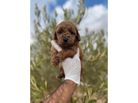 Üst kalite dişi erkek toy poodle yavrular