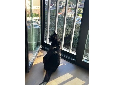 Kedimiz leyla çok sakin