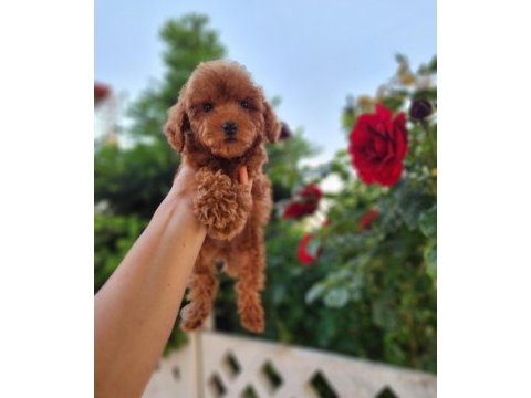 Toypoodle  yavrularımız 