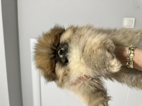 Pomeranian boo orjinal