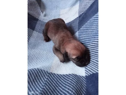 Anne tiger baba siyah 7 adet yavru cane corso